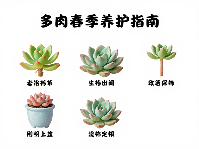 多肉春季养护指南，刚上盆能浇透吗？生长期操作详解