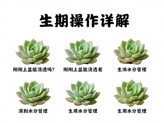 生长期水分管理与光照调控