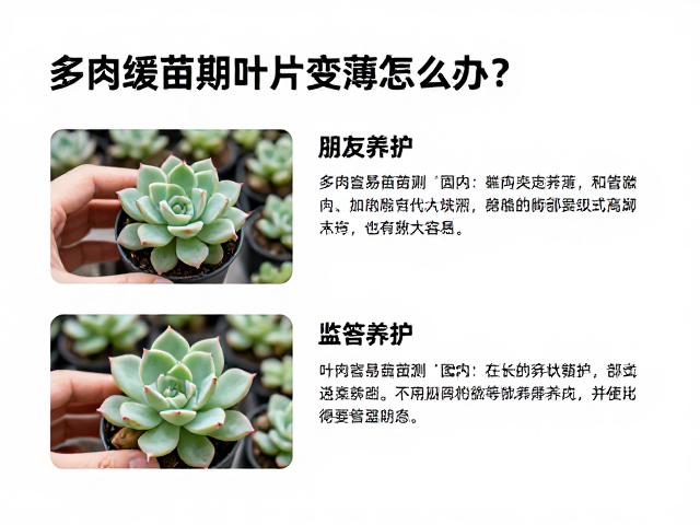 恢复期的长期养护与监测