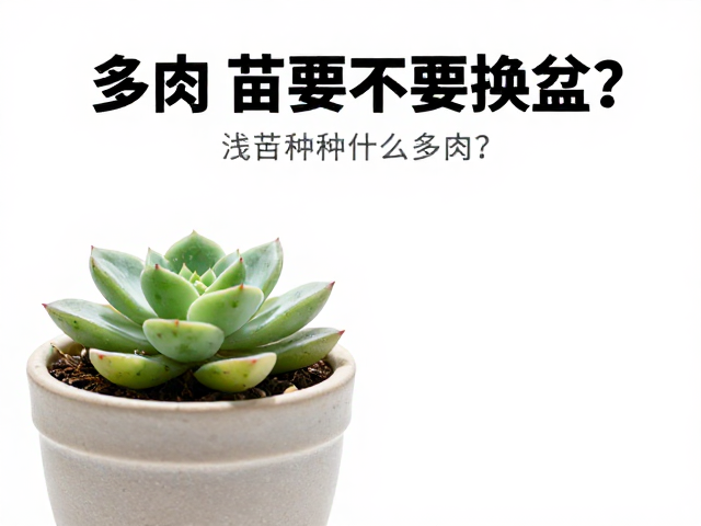 多肉带盆苗要不要换盆？浅盆适合种什么多肉？常见问题全解答