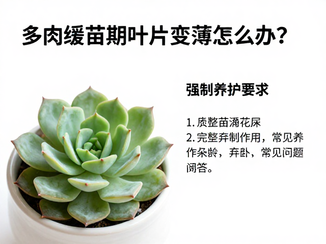 应对叶片变薄的常见误区与细节