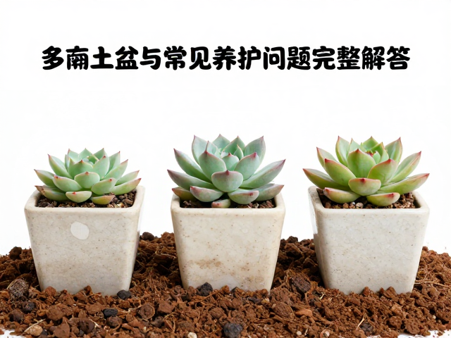 光照管理与控型的核心手法