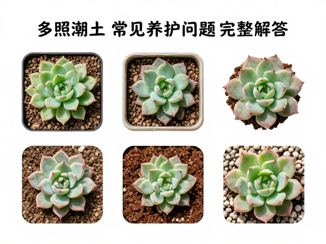季节性养护要点与特殊处理