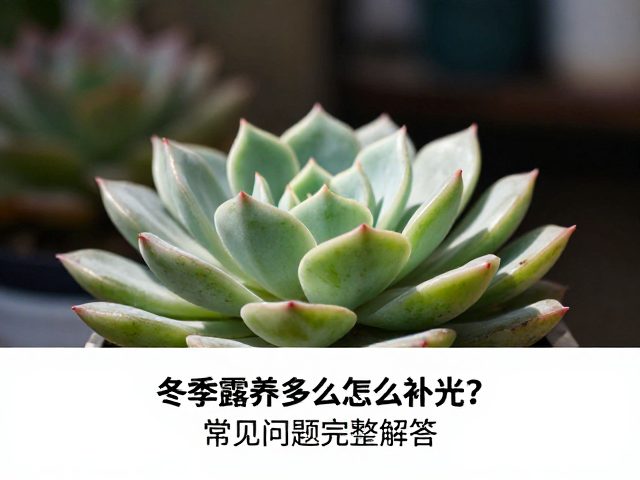 冬季露养多肉怎么补光？常见问题完整解答