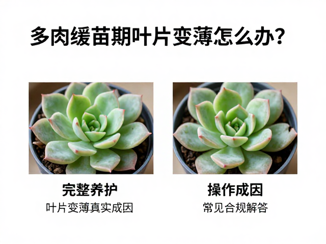 多肉缓苗期叶片变薄怎么办？完整养护操作与常见问题解答