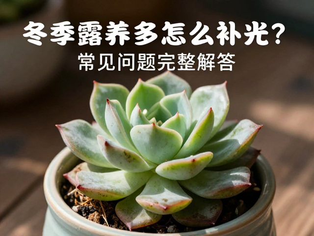 常见光照问题的诊断与应对