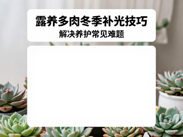 露养多肉冬季补光技巧，解决养护常见难题