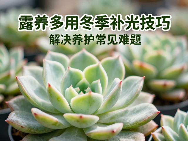 应对露养环境的水肥协同管理