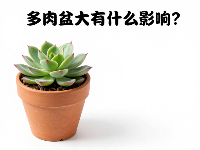 盆径选择与土壤配比的实际操作