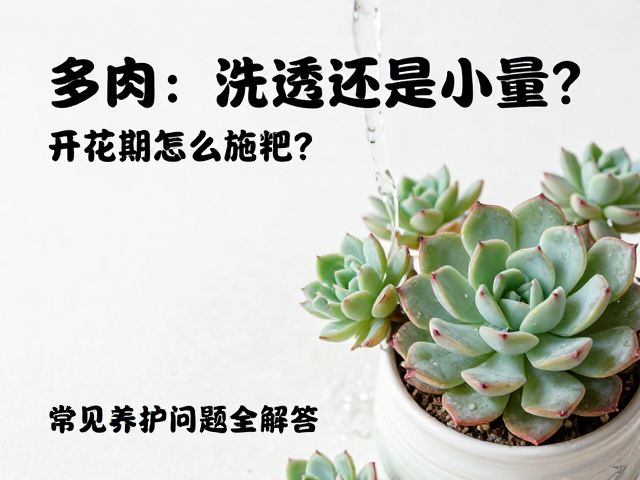 多肉浇水浇透还是少量？开花期怎么施肥？常见养护问题全解答
