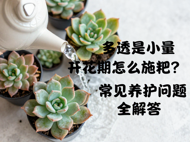 常见养护问题全解答