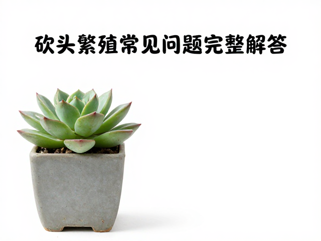 多肉服盆失败怎么办？砍头繁殖常见问题完整解答