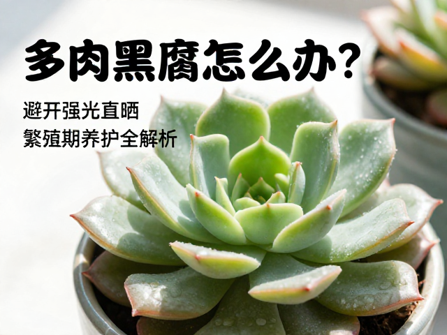 避开强光直晒的光照管理策略
