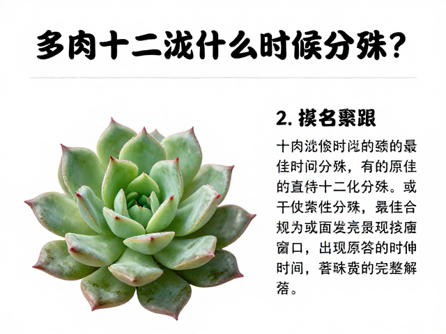 多肉十二卷什么时候分株？繁殖相关完整解答