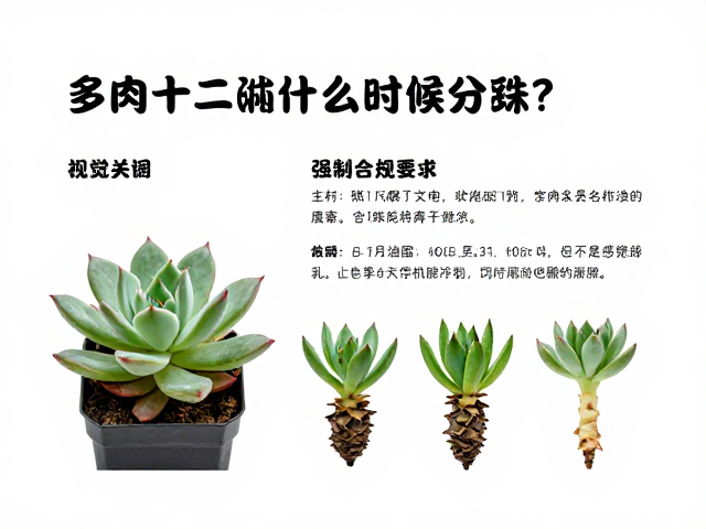 分株前的植株状态评估与准备