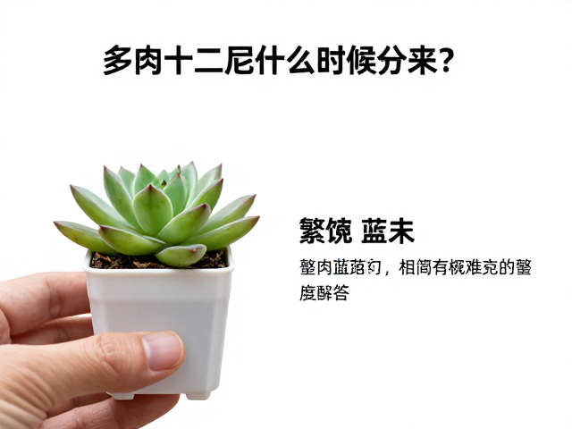 分株操作的核心步骤与技巧