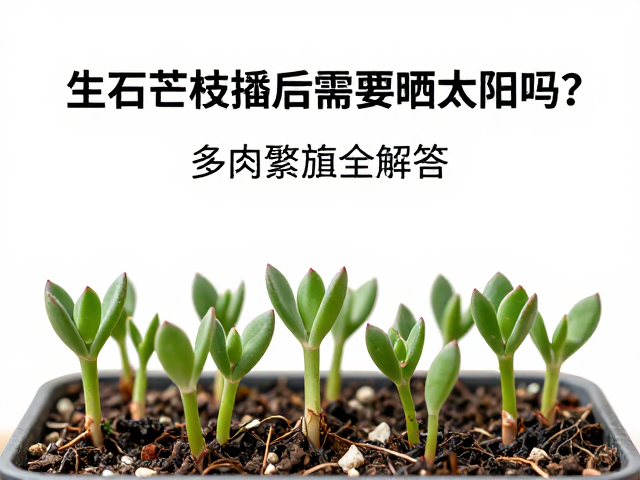 生石花枝插后需要晒太阳吗？多肉繁殖全解答