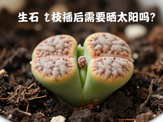 生根期的光照与水分协同