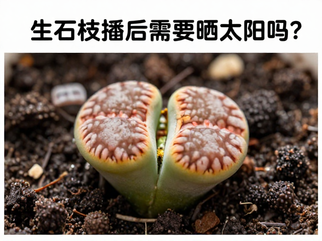 季节性光照调控与长期养护