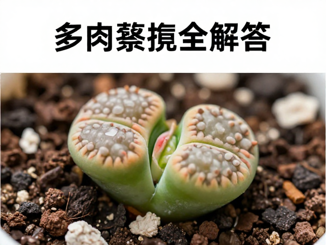 常见问题与光照误区排查