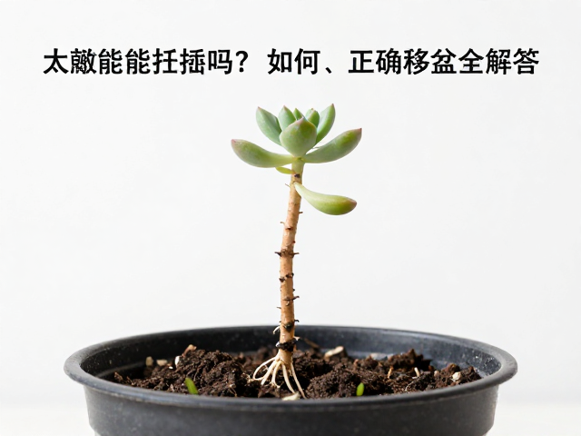 多肉枝条太嫩能扦插吗？根系稳定后如何正确移盆全解答