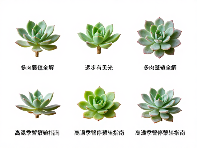 繁殖失败的常见诱因与应急处理