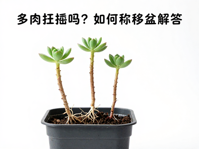 移盆操作的标准流程