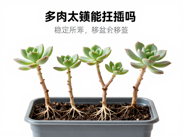 移盆后的缓苗与养护