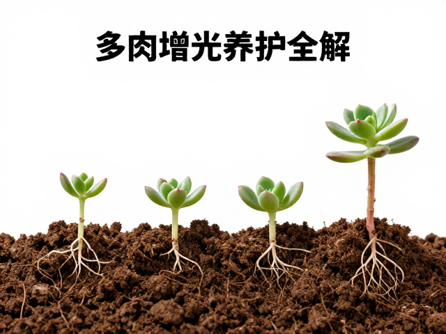 增光后的水肥调控与长期养护