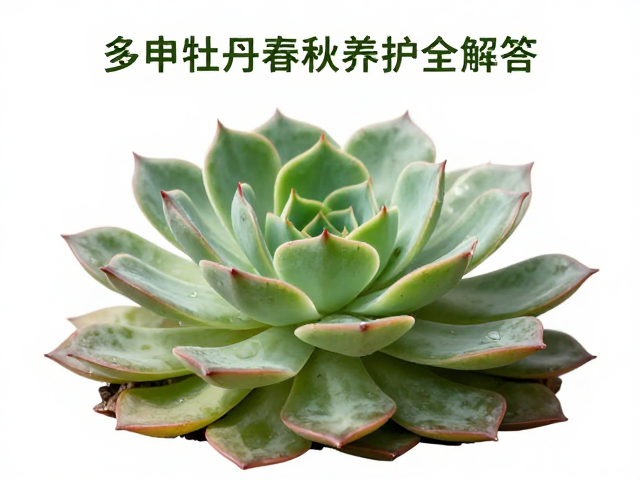 龟甲牡丹春秋怎么养？多肉品种生长旺盛期养护全解答