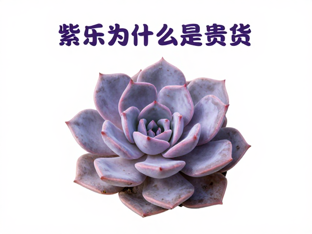 紫乐为什么是贵货？多肉品种贵价原因全解析
