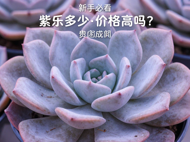 新手必看，紫乐多肉价格高吗？贵货成因详解