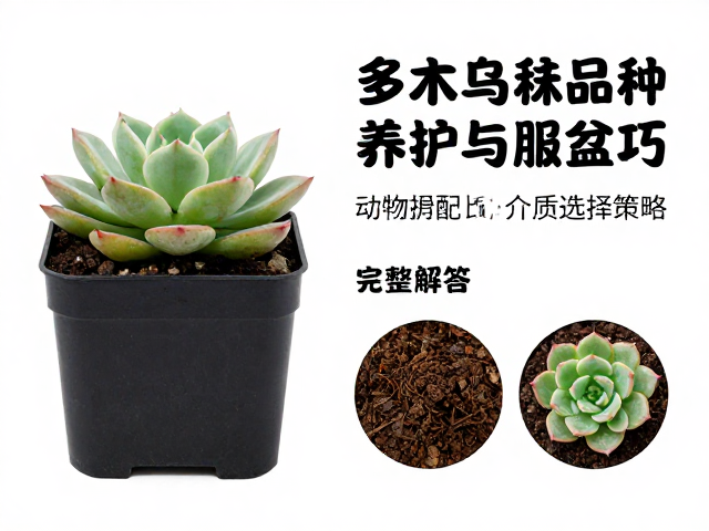 土壤配比与介质选择策略