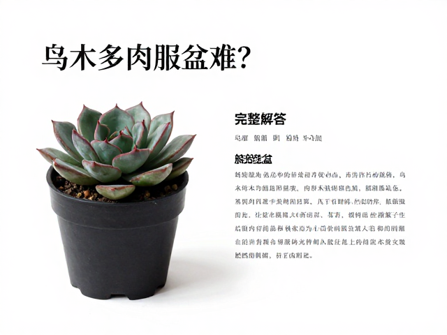 乌木多肉服盆难？完整解答多肉品种养护与服盆技巧