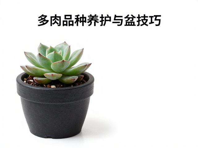 上盆手法与水分管理细节