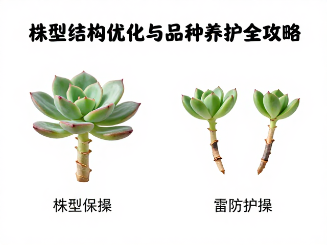 分株后的伤口处理与缓苗养护