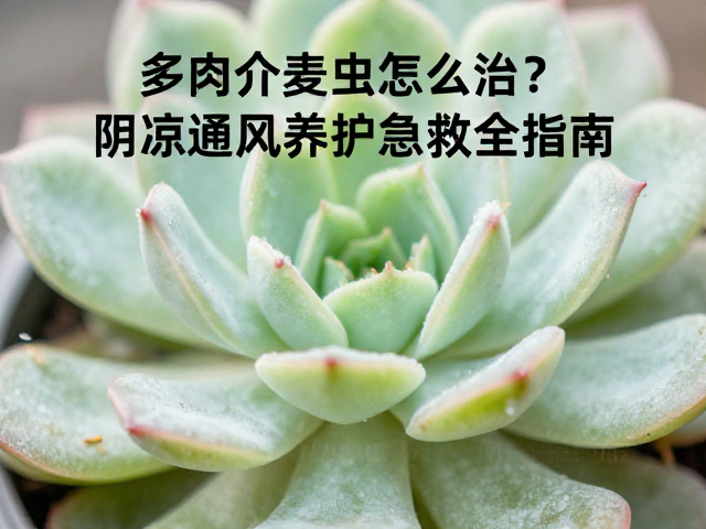 多肉介壳虫怎么治？阴凉通风养护急救全指南