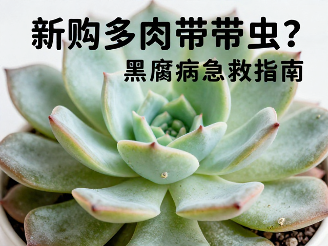 新购多肉带虫？黑腐病急救指南，病虫害完整解答与防治