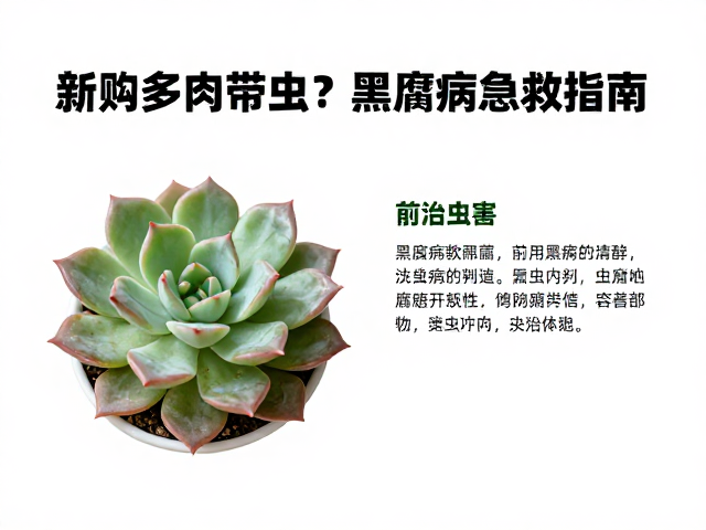 黑腐病的前兆判断与紧急干预