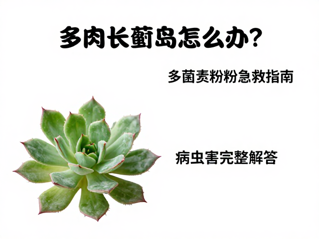 多肉长蓟马怎么办？多菌灵粉末急救指南，病虫害完整解答