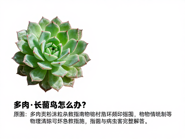 物理清除与环境干预措施