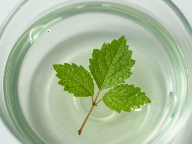 珍稀植物精粹奢养焕肤,解锁进阶护肤新体验