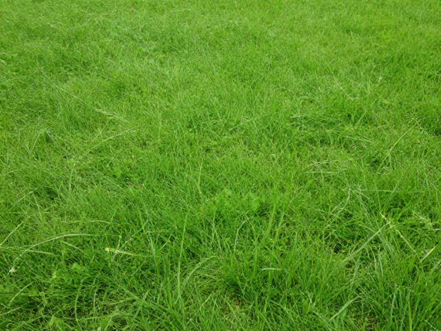 清新口气护理中的绿色材料应用