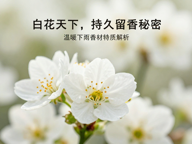核心白花香材的特质解析与场景应用