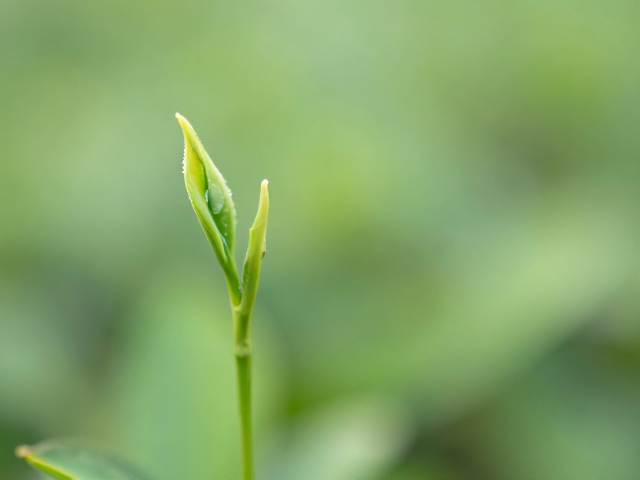 春夏出行绿茶身体香氛推荐,清新留香不撞香