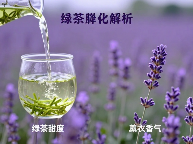 绿茶甜度高低对薰衣草香气的影响解析