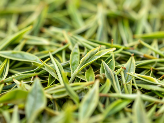 识别鲜爽不涩的茶青特征