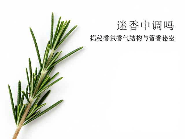 解析迷迭香香气特征与留香时间的科学逻辑