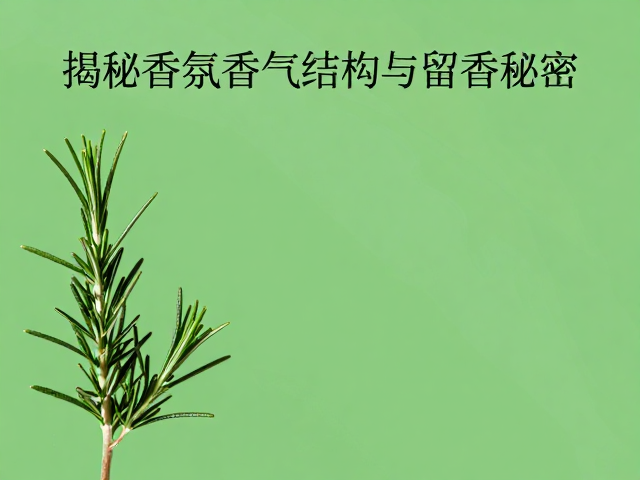 迷迭香是鲜花的中调吗?揭秘香氛香气结构与留香秘密