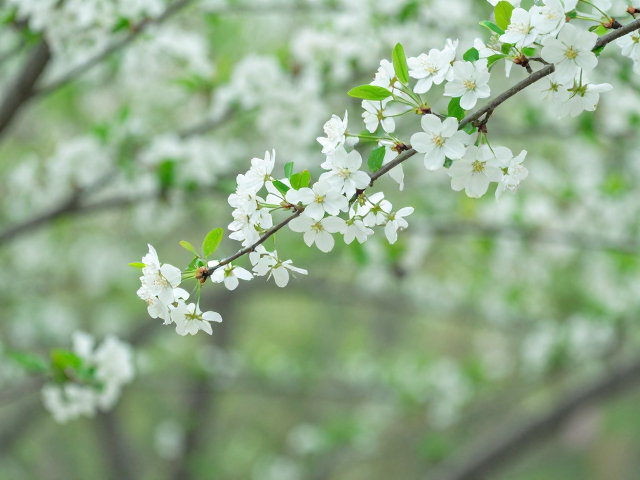 绿意与花香的共生逻辑